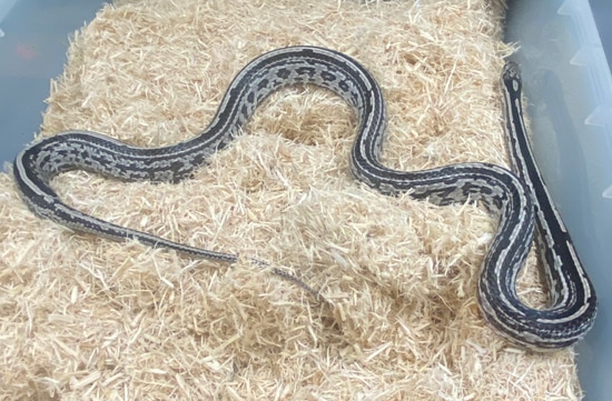 2017 Female Anery Tessera Het Scaleless Amel Stripe Corn Snake by Big ...