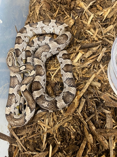 2022 Female Anery Het Amel Ph Stripe Corn Snake by Big Squeeze ...
