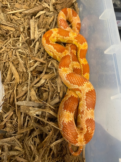 2022 Female Amel Het Stripe Ph Anery Corn Snake by Big Squeeze ...