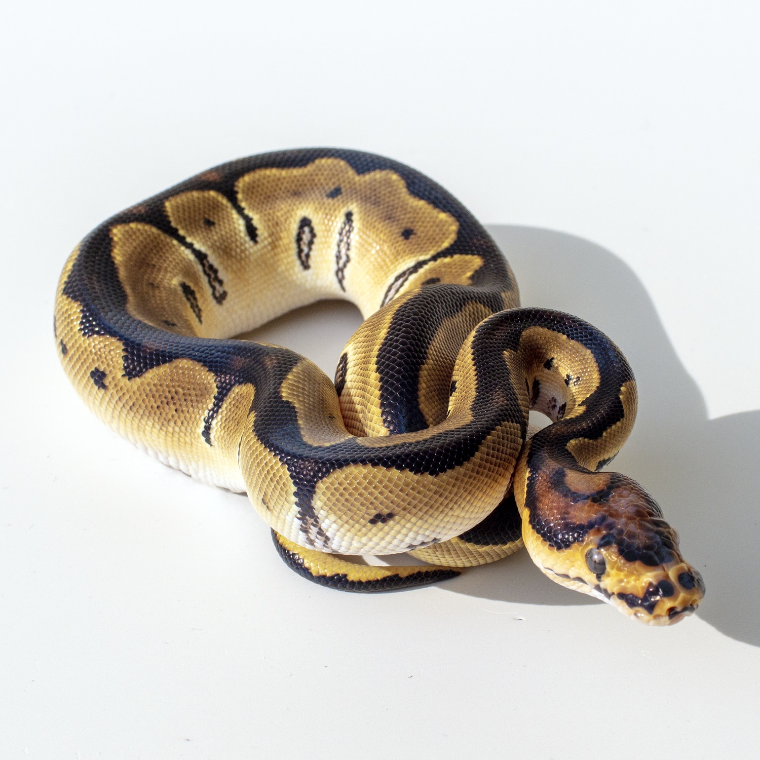 Chocolate Orange Dream Clown Poss Het Albino Ball Python by Ball Python ...