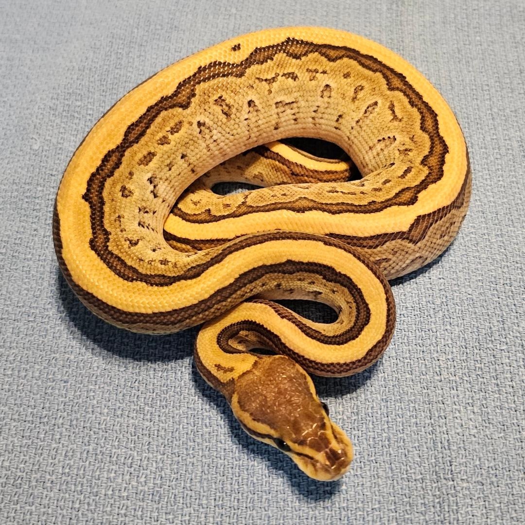 Vanilla Mojave Pinstripe Ball Python by Bill Reinemeyer - MorphMarket