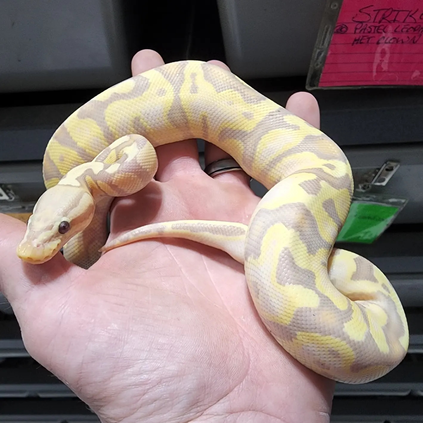 Pastel Chocolate Banana Mojave YB Enchi Het Ghost Ball Python by
