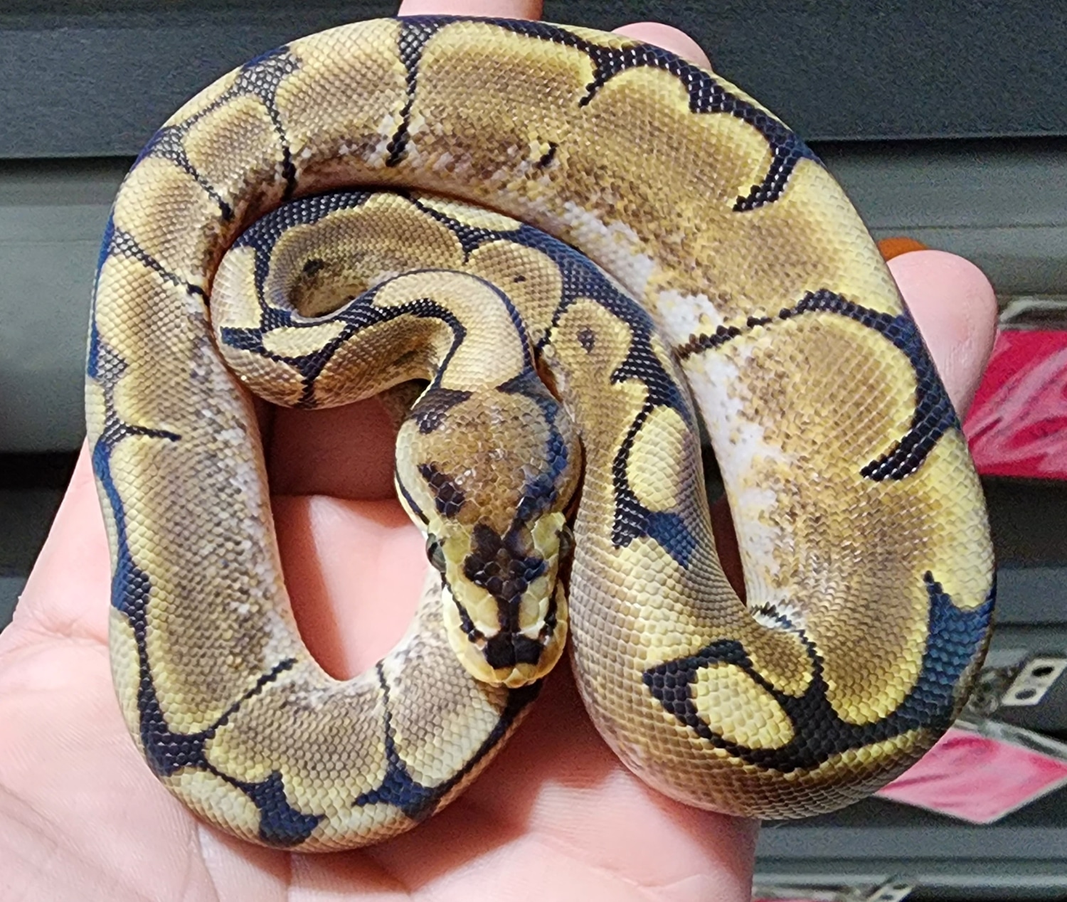 Spider Double Het Desert Ghost VPI Axanthic Ball Python by CpsMorphs ...