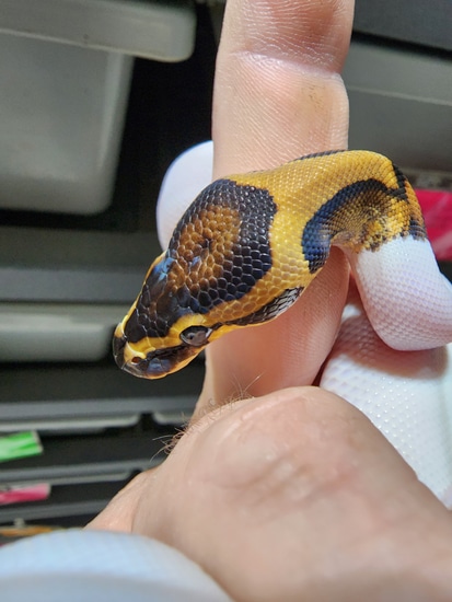 Krg Ball Python KRG Pied Pos Yellowbelly Leopard 50% Het Clown Ball Python by CpsMorphs