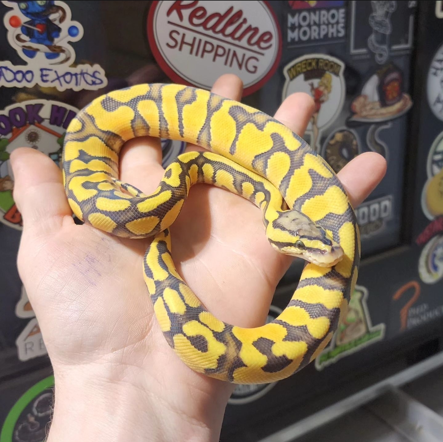 Pastel Enchi Yellowbelly Ghost 50 Het Clown Ball Python by CpsMorphs