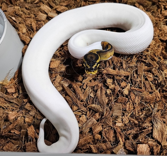 Krg Ball Python Leopard Yellowbelly Krg Pied 50% Het Clown Ball Python by CpsMorphs