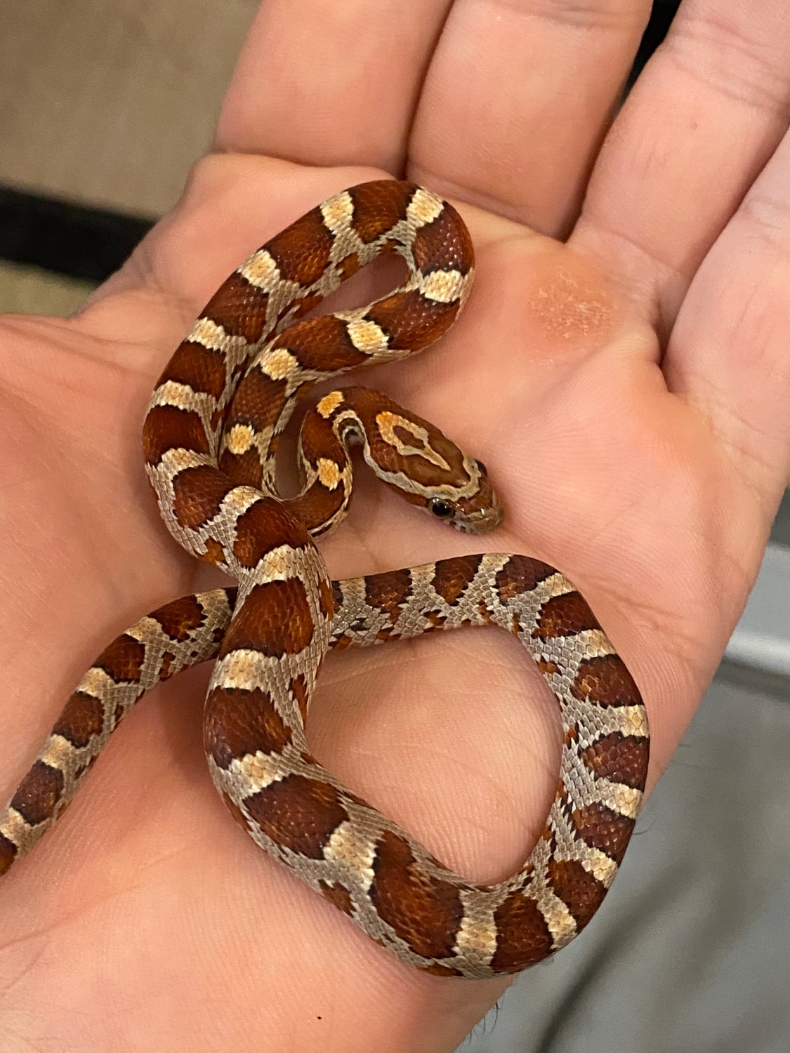 Het Palmetto Corn Snake by Enigmatic Morphs - MorphMarket