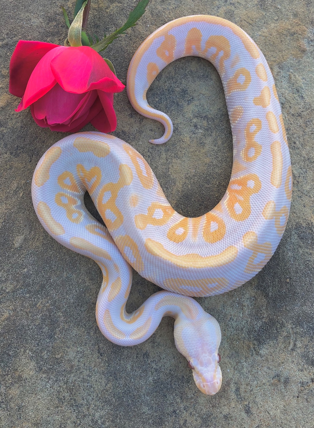 Candy Cinnamon Ball Python by Phoenix Reptiles - MorphMarket