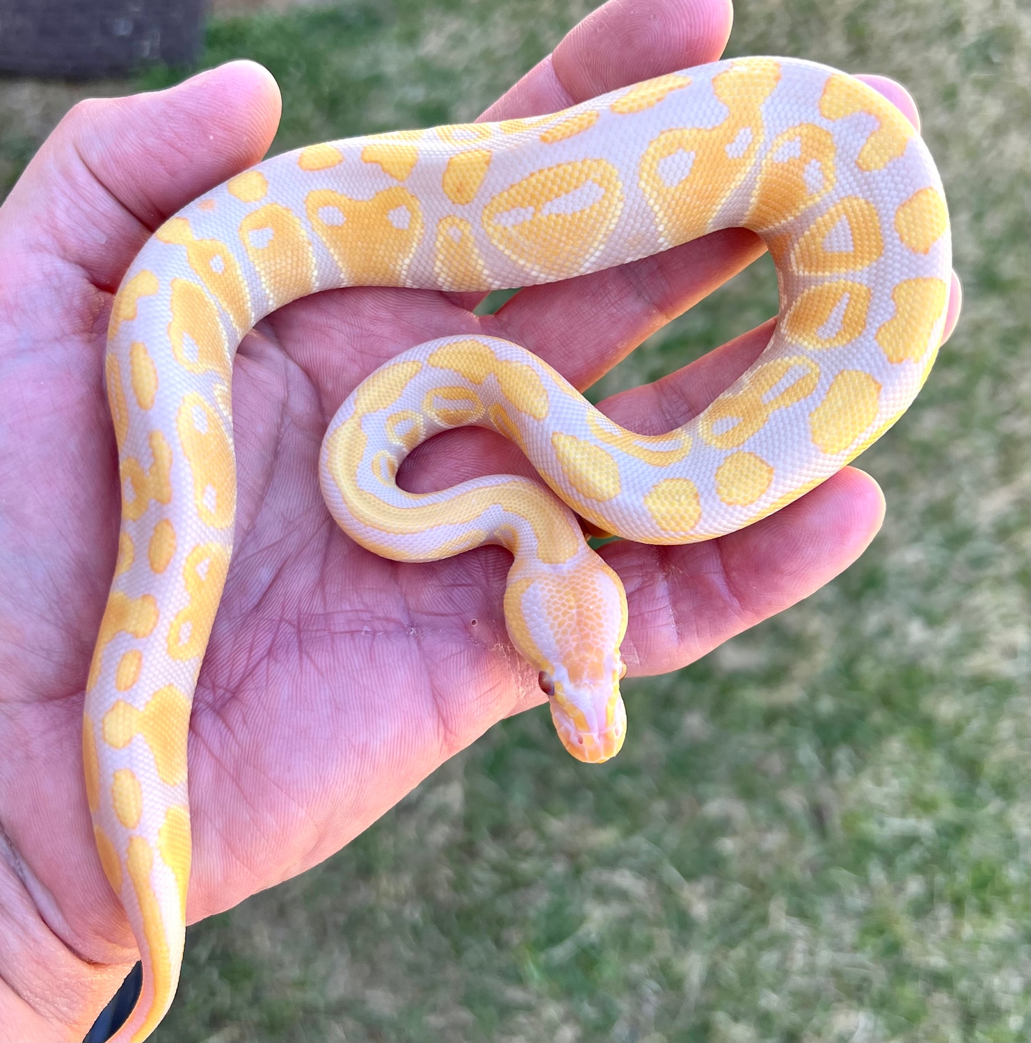 Candino Female Ball Python by Phoenix Reptiles MorphMarket