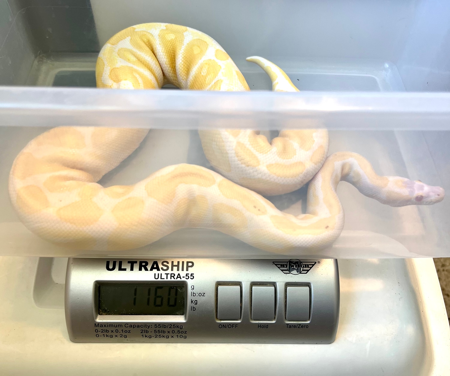 Scaleless Head Albino Female Ball Python by Phoenix Reptiles - MorphMarket