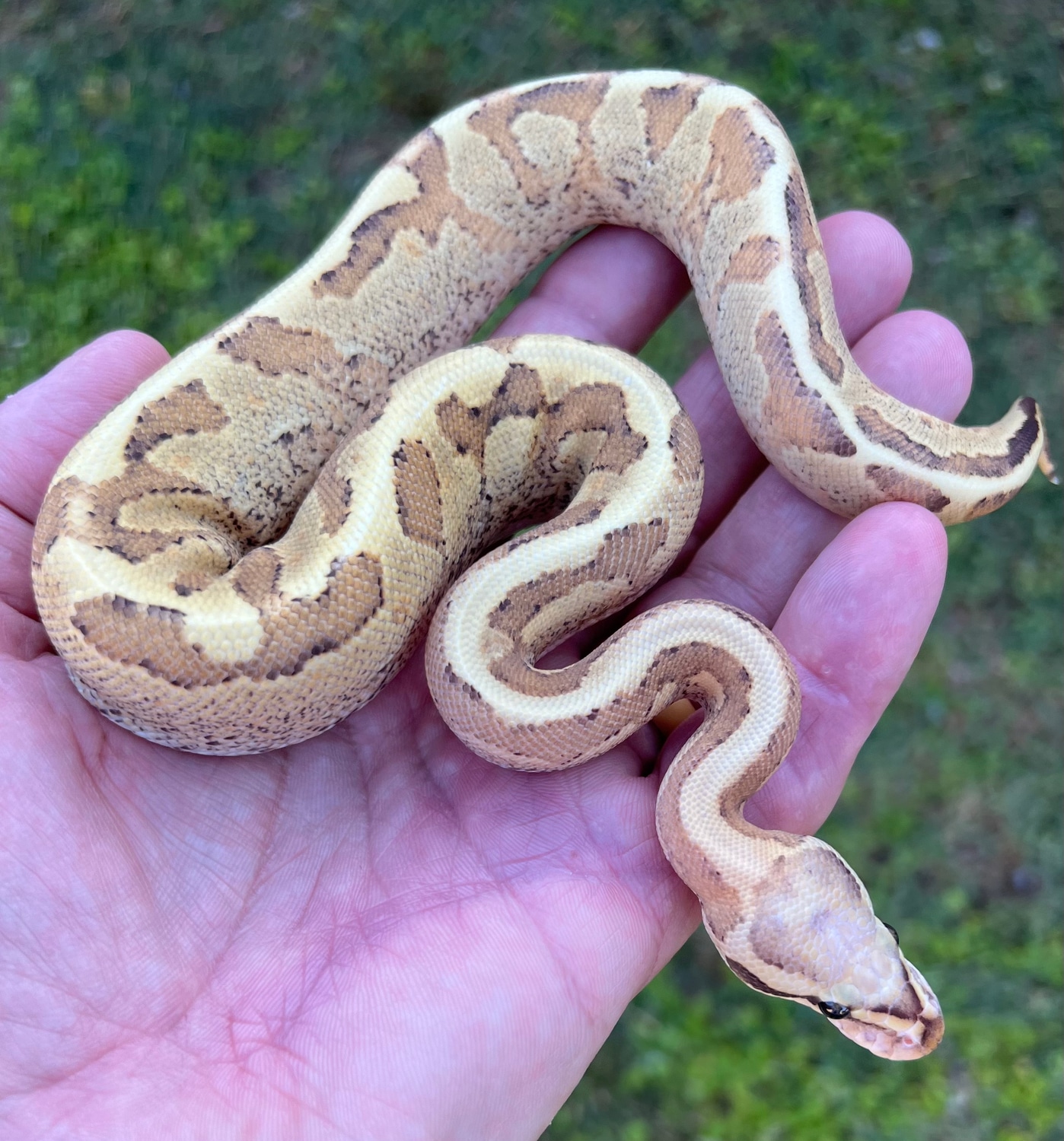 Vanilla Fire Mojave Female Ball Python by Phoenix Reptiles - MorphMarket