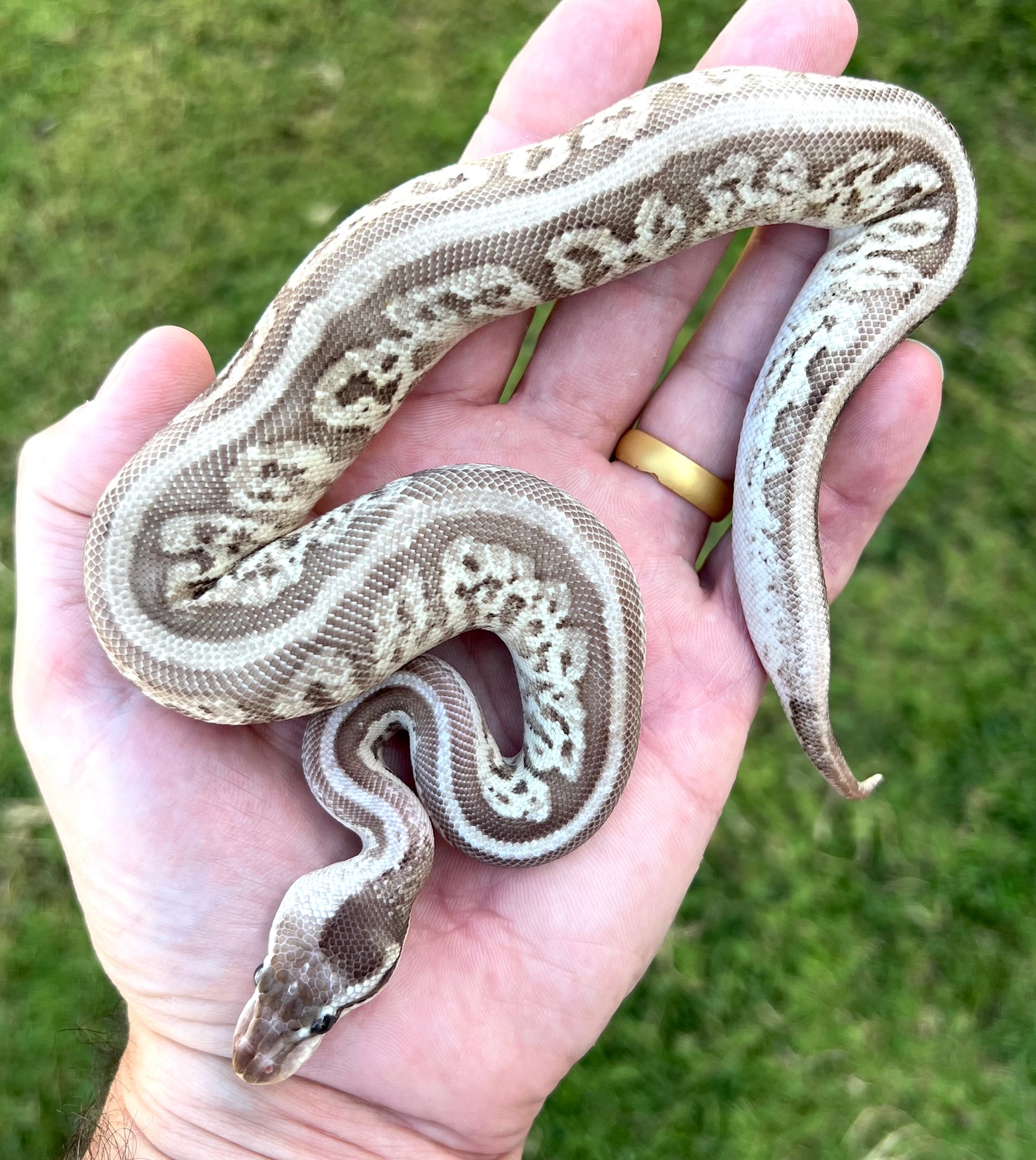 Fire Black Pewter Leopard Paradox Female Ball Python by Phoenix
