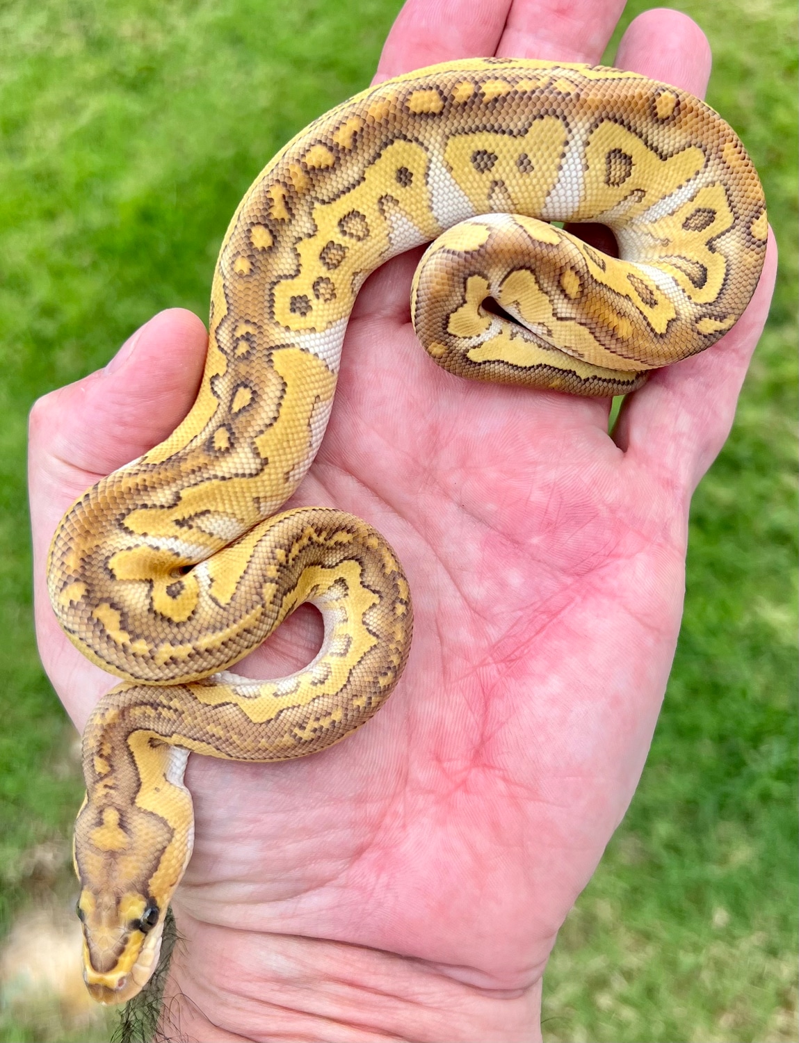 Lesser Clown Female Ball Python by Phoenix Reptiles MorphMarket