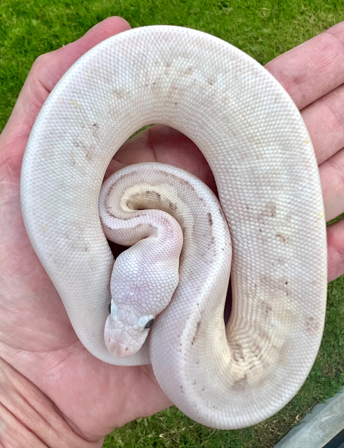 Vanilla Fire Pastel Mojave Cinnamon Female Ball Python by Phoenix ...
