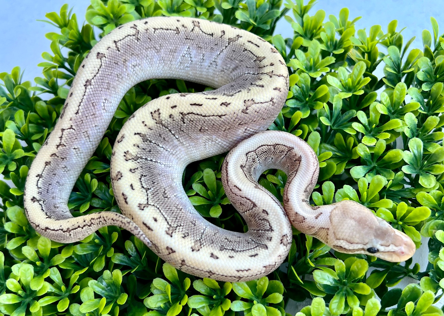 Bamboo Pastel Pinstripe Female Ball Python by Phoenix Reptiles