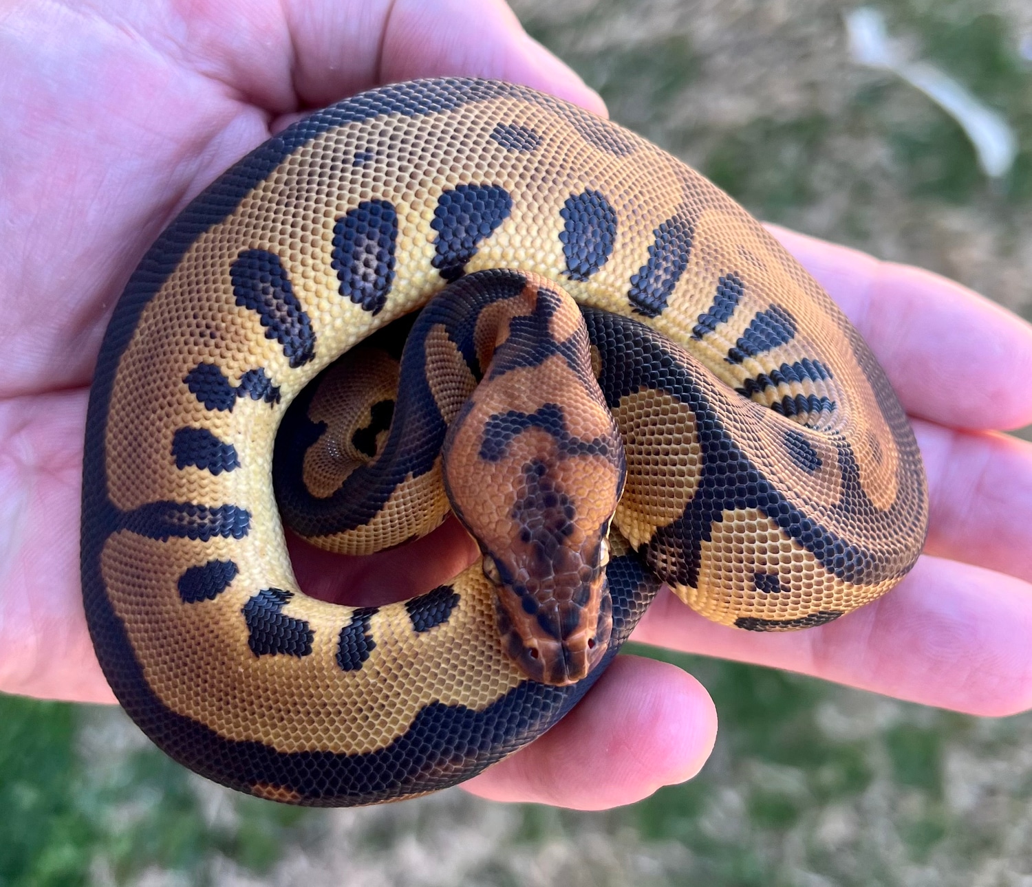 Leopard Clown Ball Python by Phoenix Reptiles - MorphMarket