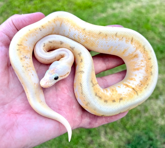 Super Pastel Enchi Pinstripe Sugar Spider Male Ball Python by Phoenix ...