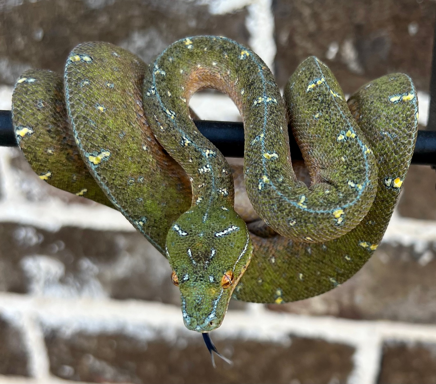 Designer Male Green Tree Python by Phoenix Reptiles - MorphMarket