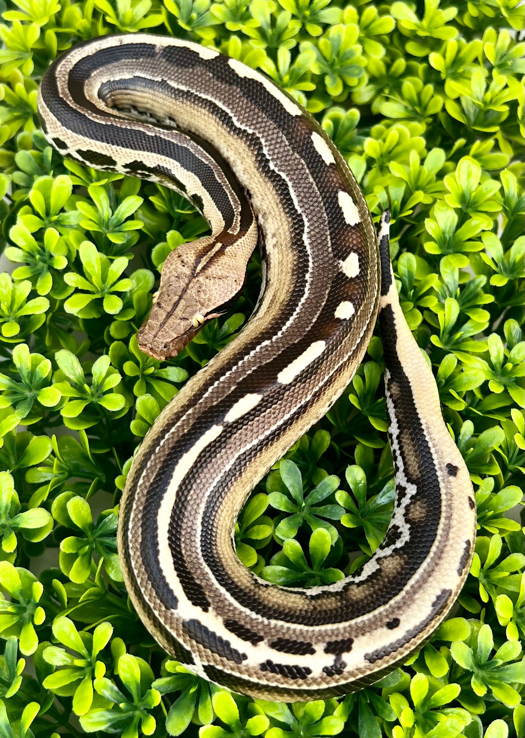 Sideswipe Male Borneo Short-tailed Python by Phoenix Reptiles - MorphMarket