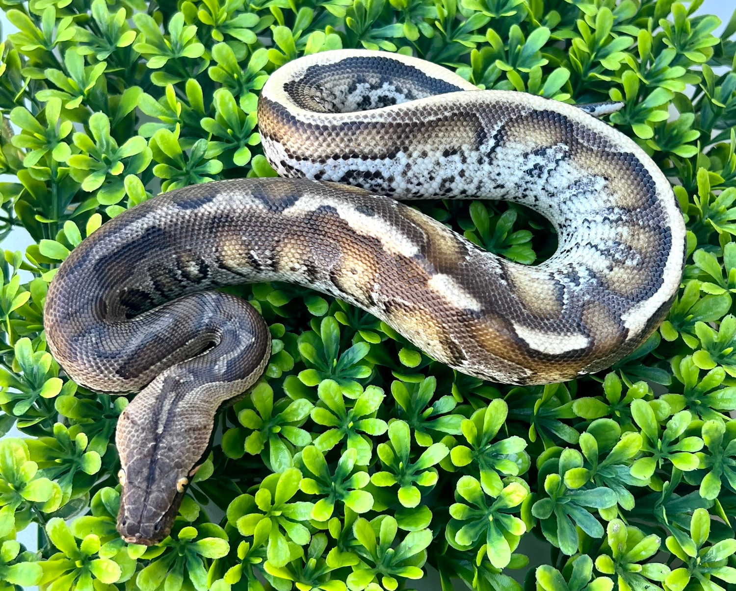 Male Borneo Short-Tailed Python by Phoenix Reptiles - MorphMarket