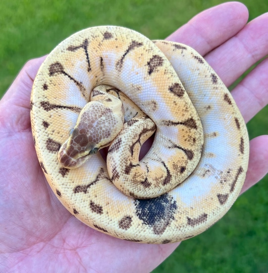 Pastel Enchi Pinstripe Sugar PARADOX Female Ball Python by Phoenix Reptiles
