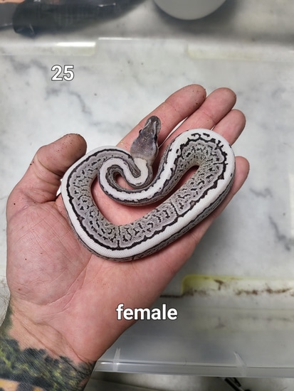 Black Pastel Pinstripe Desert Ghost Vpi Axanthic Ball Python by Morph ...