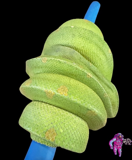 Cyclops Green Tree Python by Astro Exotic