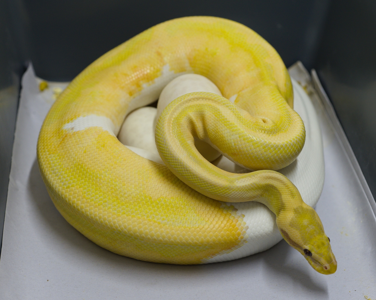 Ball Python Clutch: 2022-C5 by Biological Canvas - MorphMarket