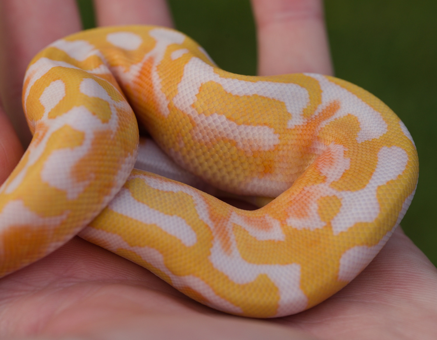 Confusion? BlackHead? Dreamsicle Ball Python by Biological Canvas ...