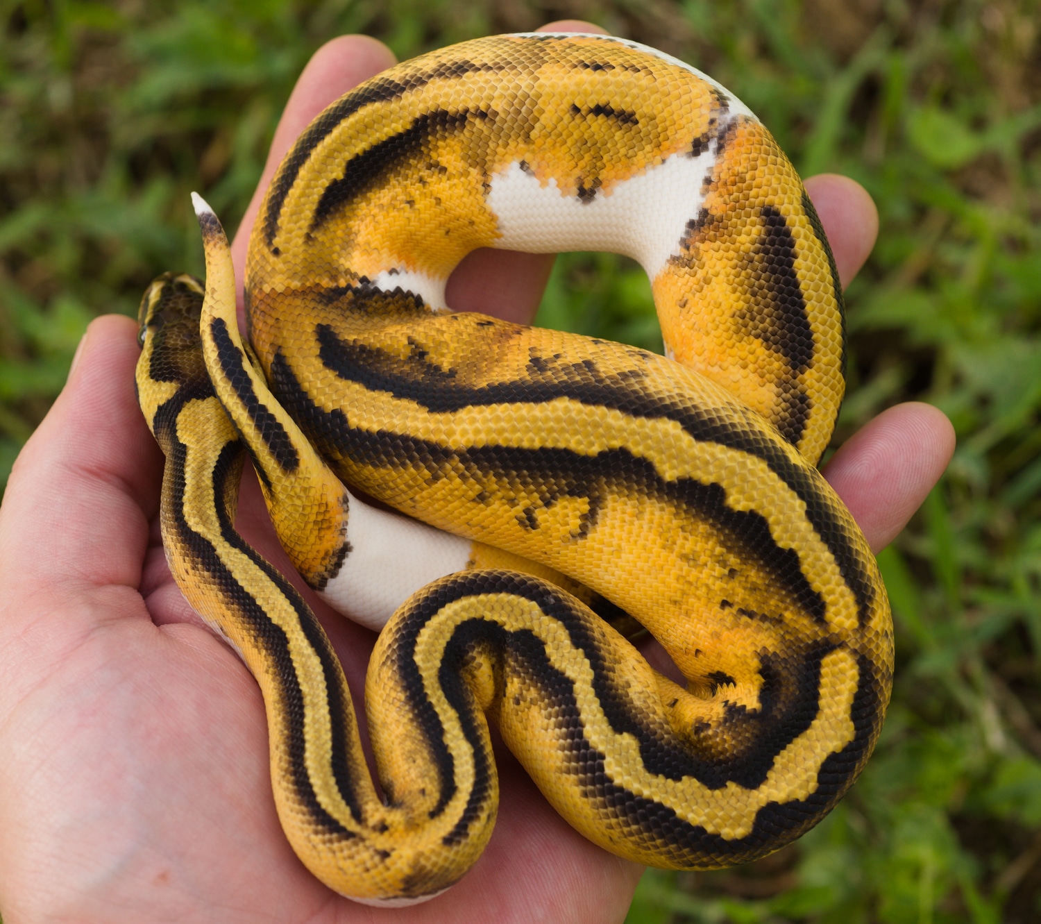 Pastel Pied Het Lavender Ball Python by Biological Canvas MorphMarket