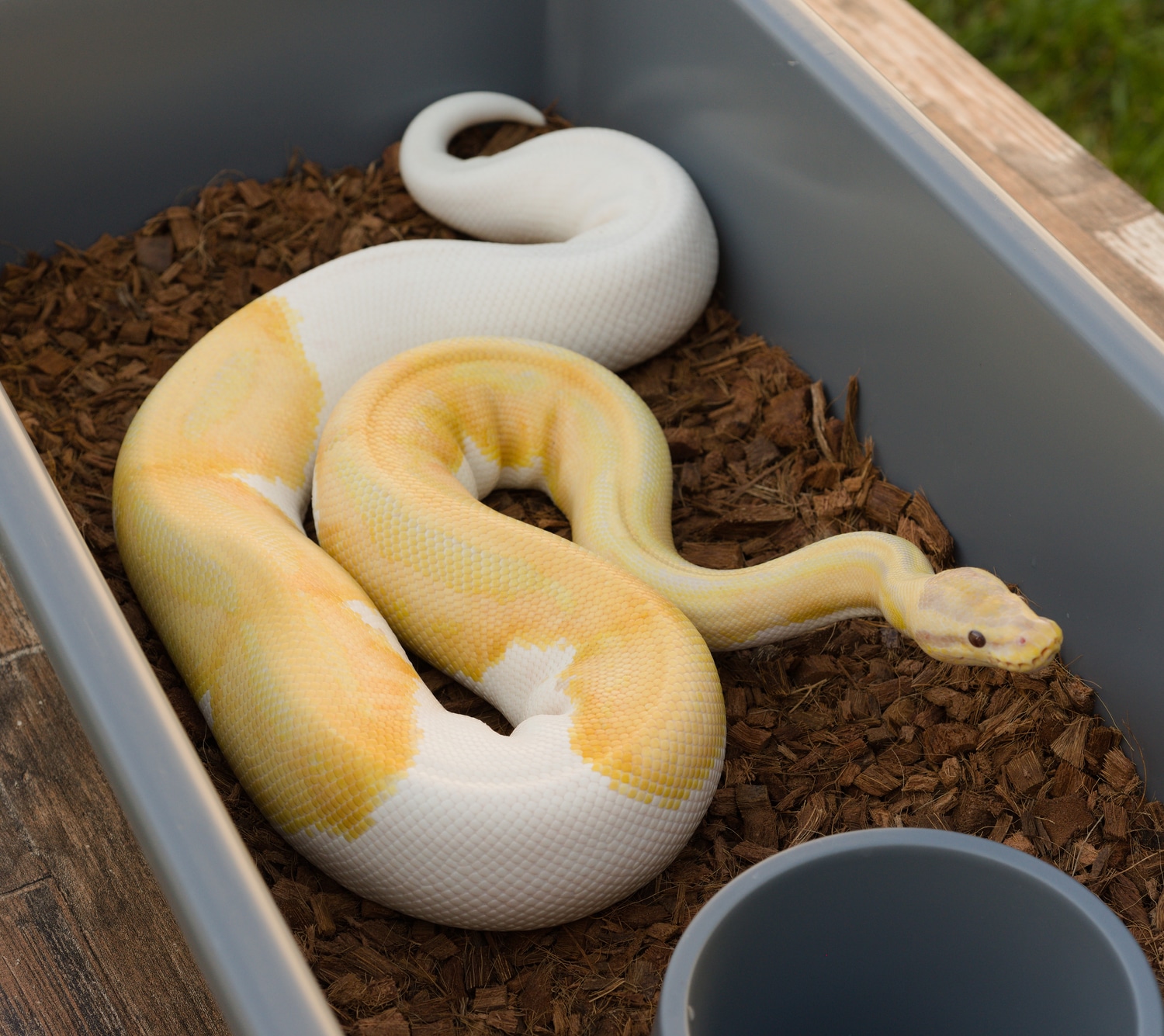 Dreamsicle Ball Python by Biological Canvas - MorphMarket