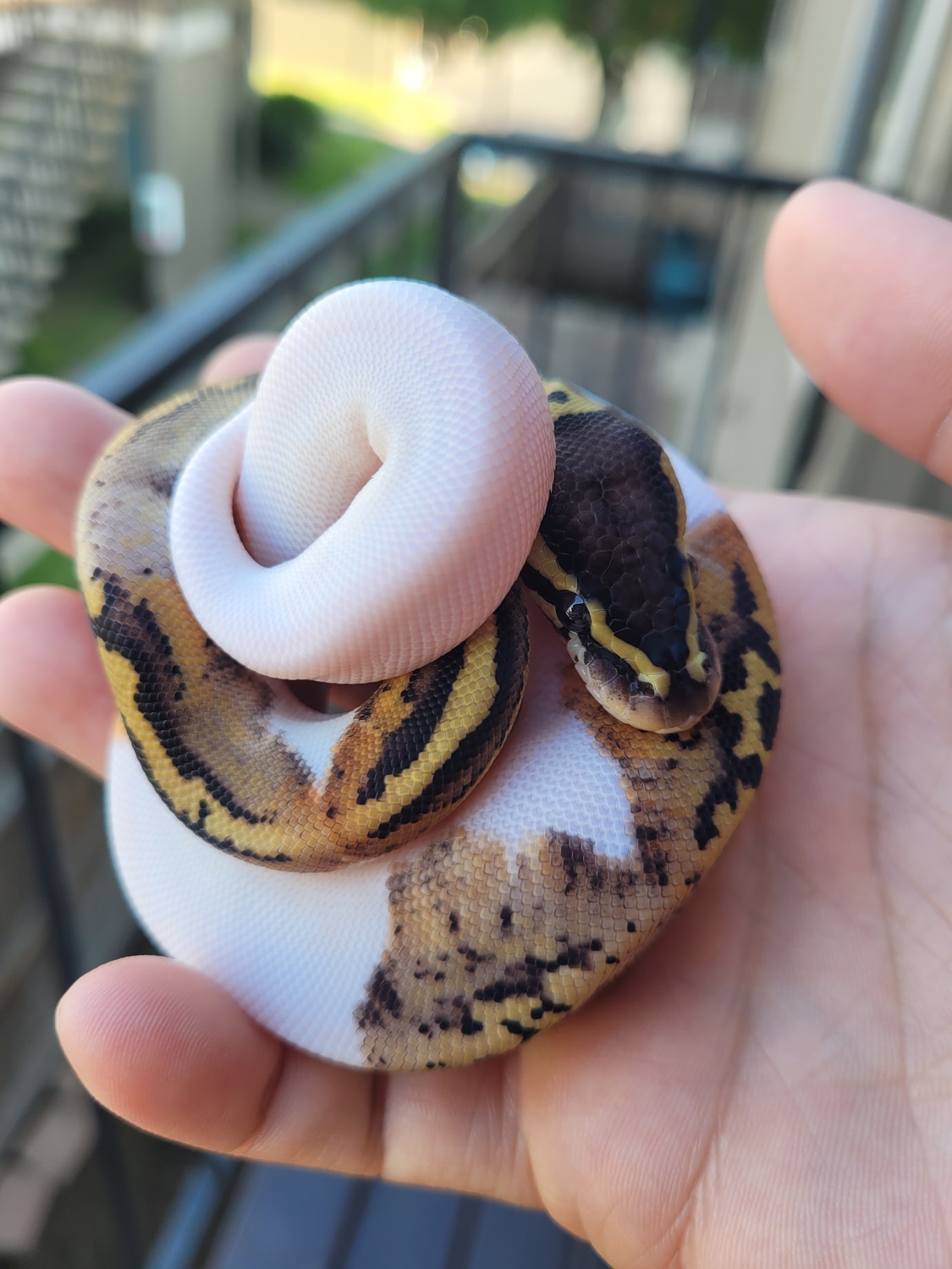 Pastel Pied Female Ball Python by Biomancer Morphs - MorphMarket