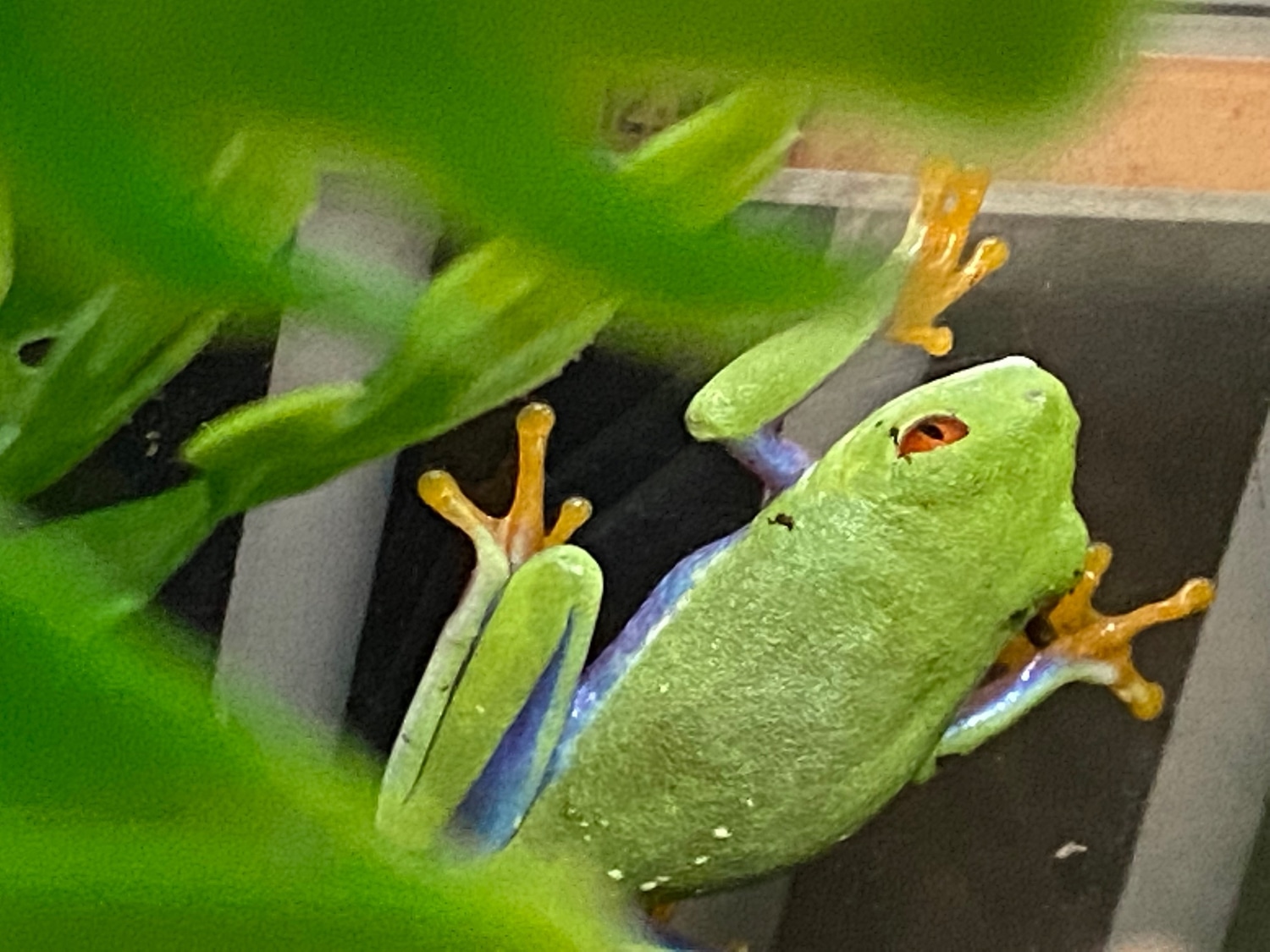 Birmingham Reptiles's Collection - MorphMarket