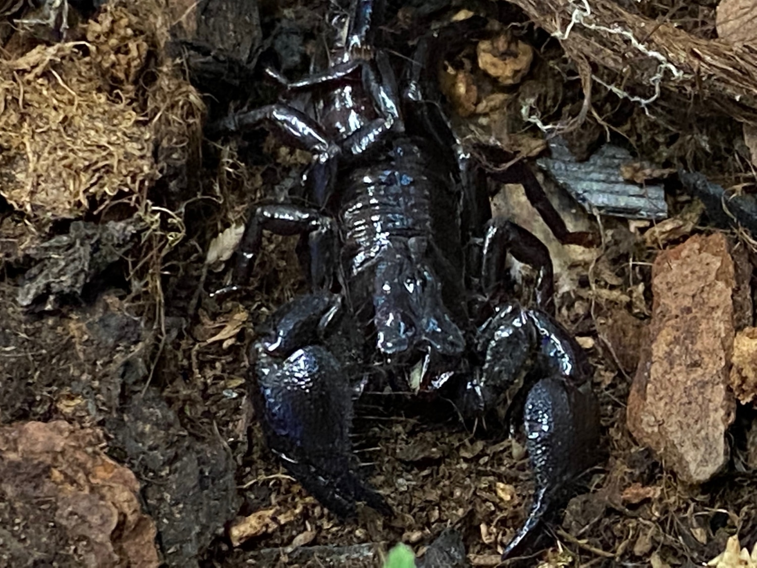 Emperor Scorpion by Birmingham Reptiles and Pets - MorphMarket