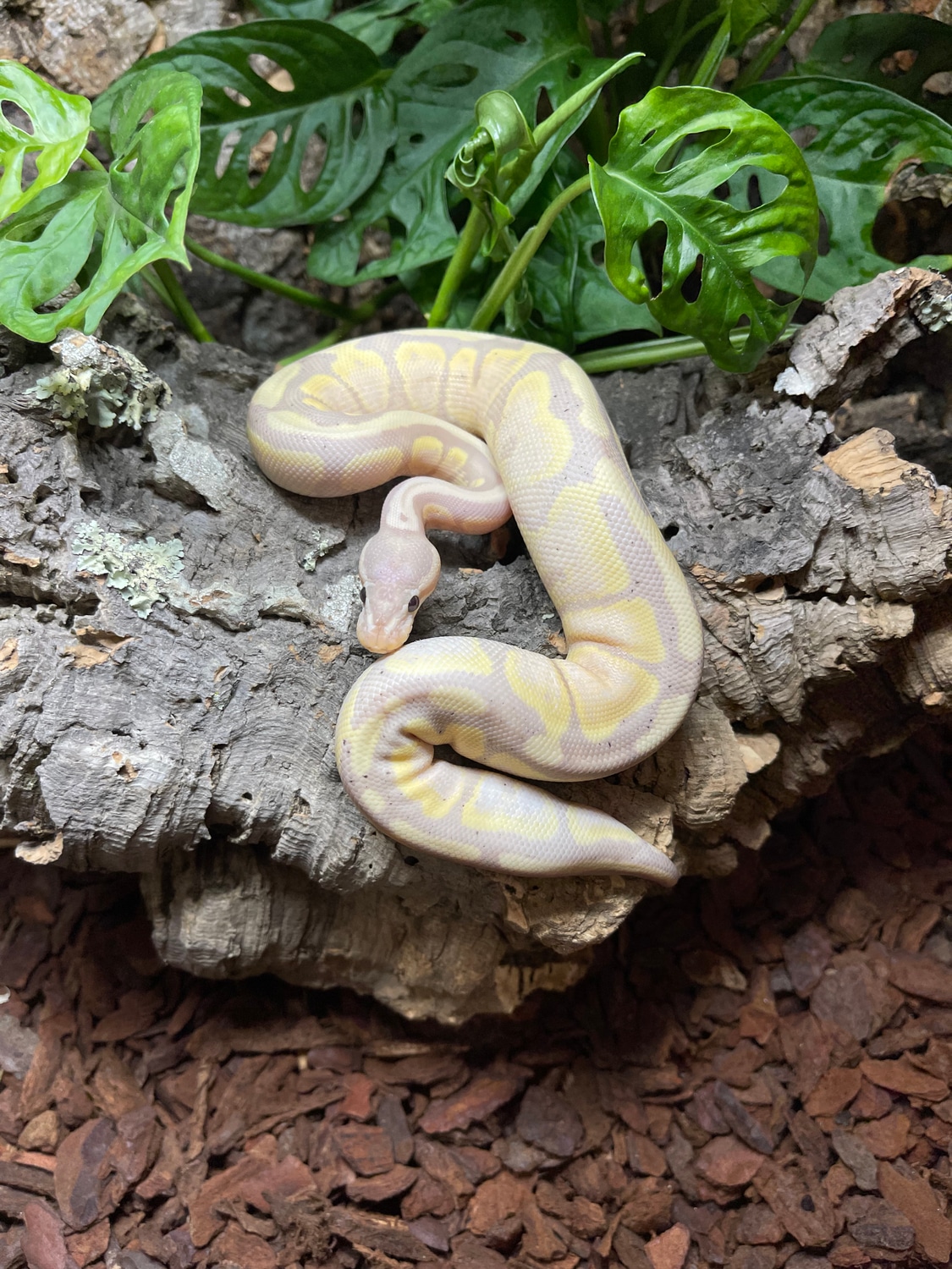 Banana Pastel Enchi Ball Python by Birmingham Reptiles and Pets
