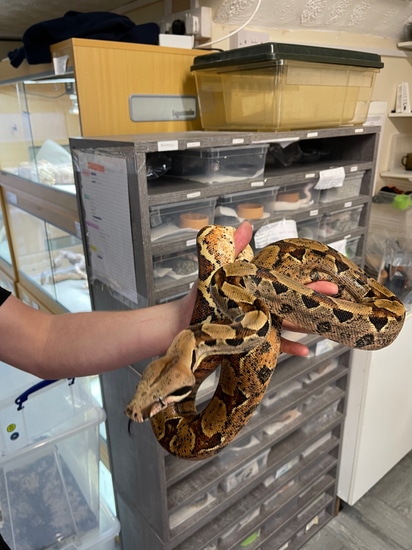 Hypo Central American Dwarf Boa Boa Constrictor by Birmingham Reptiles