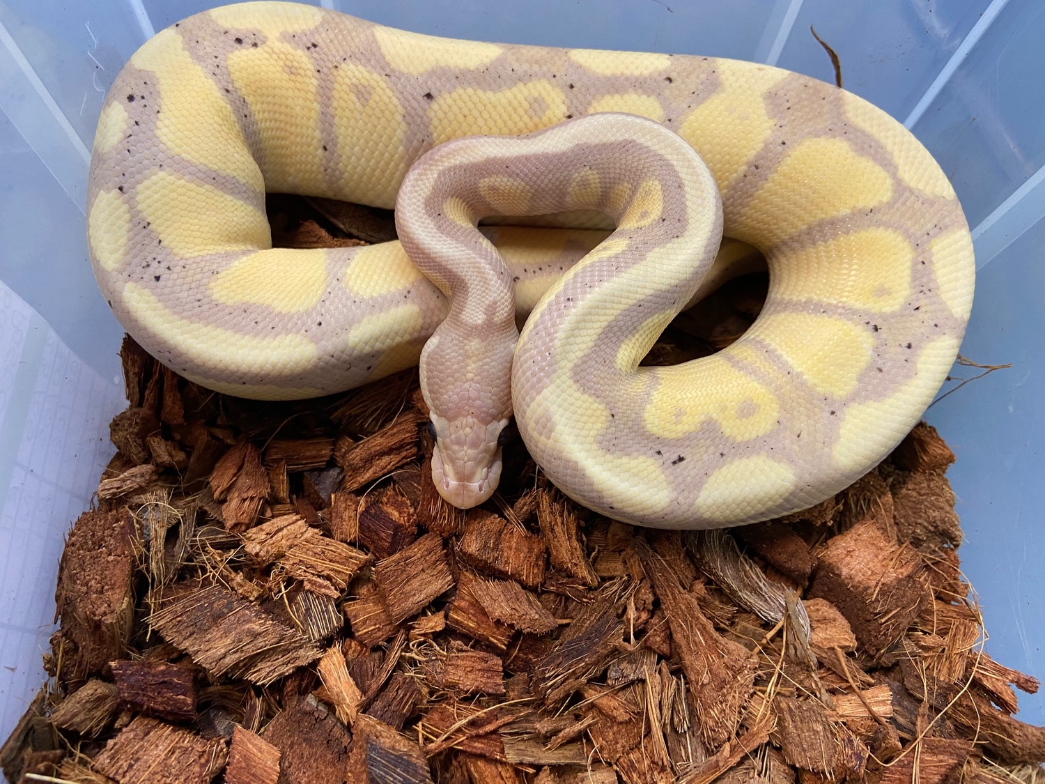 Variety of Ball/Royal Pythons
