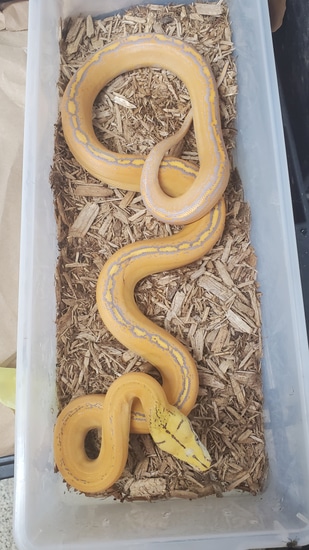 Purple Goldenchild Poss Het Ogs Reticulated Python by Party animalz farm