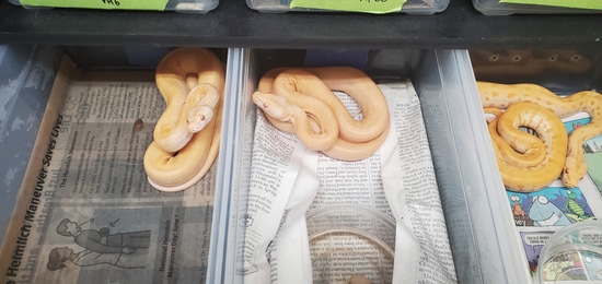 12 Animal Wholesale Package Burmese Python by Party animalz farm - Frozen And Live Offerings For Adult Pet Pythons