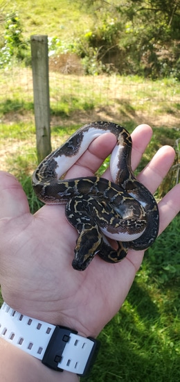 Pied 66% Het Albino 66% Het Labyrinth Burmese Python by Party animalz farm