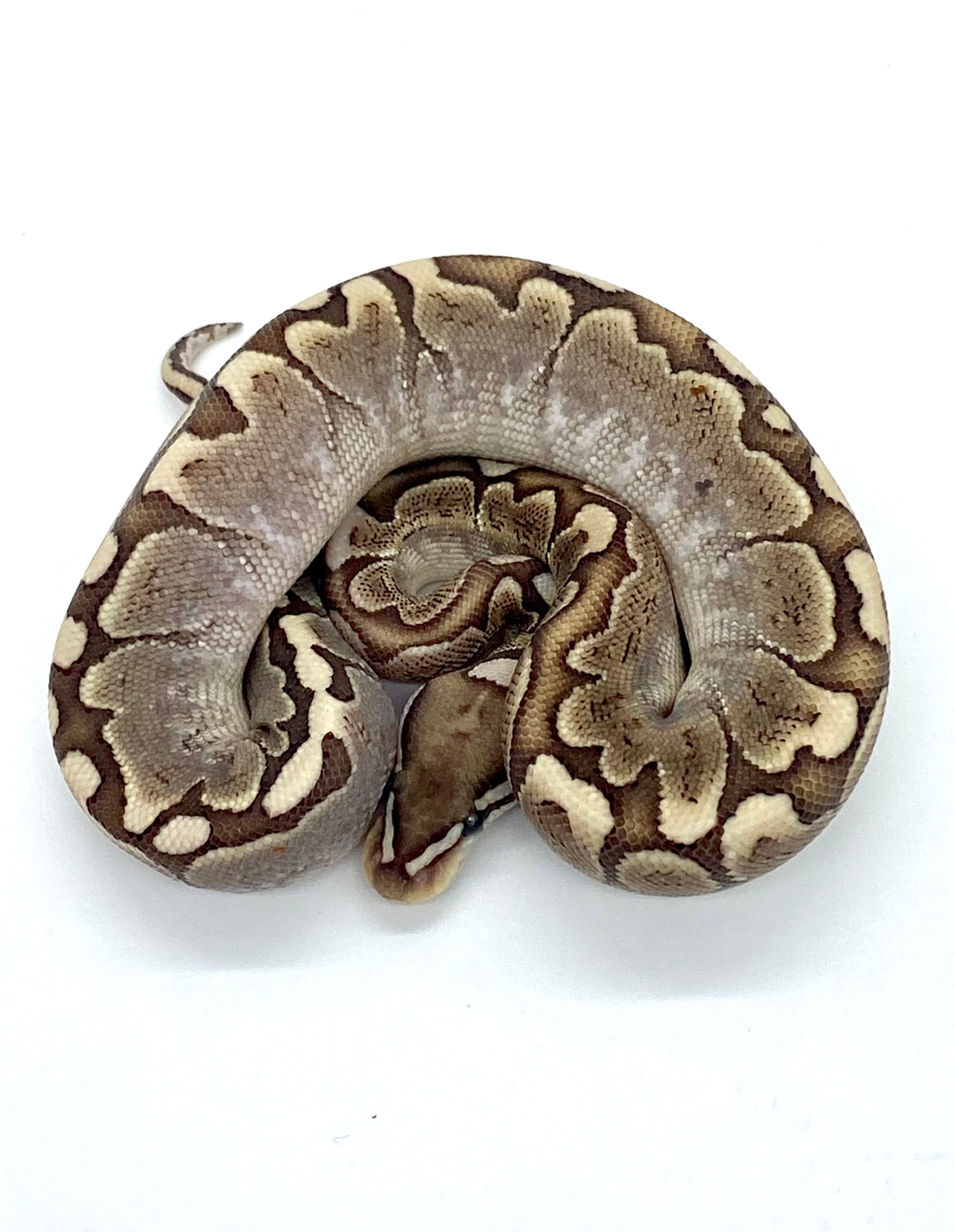 Bamboo Ball Python by B. K. Morphs - MorphMarket