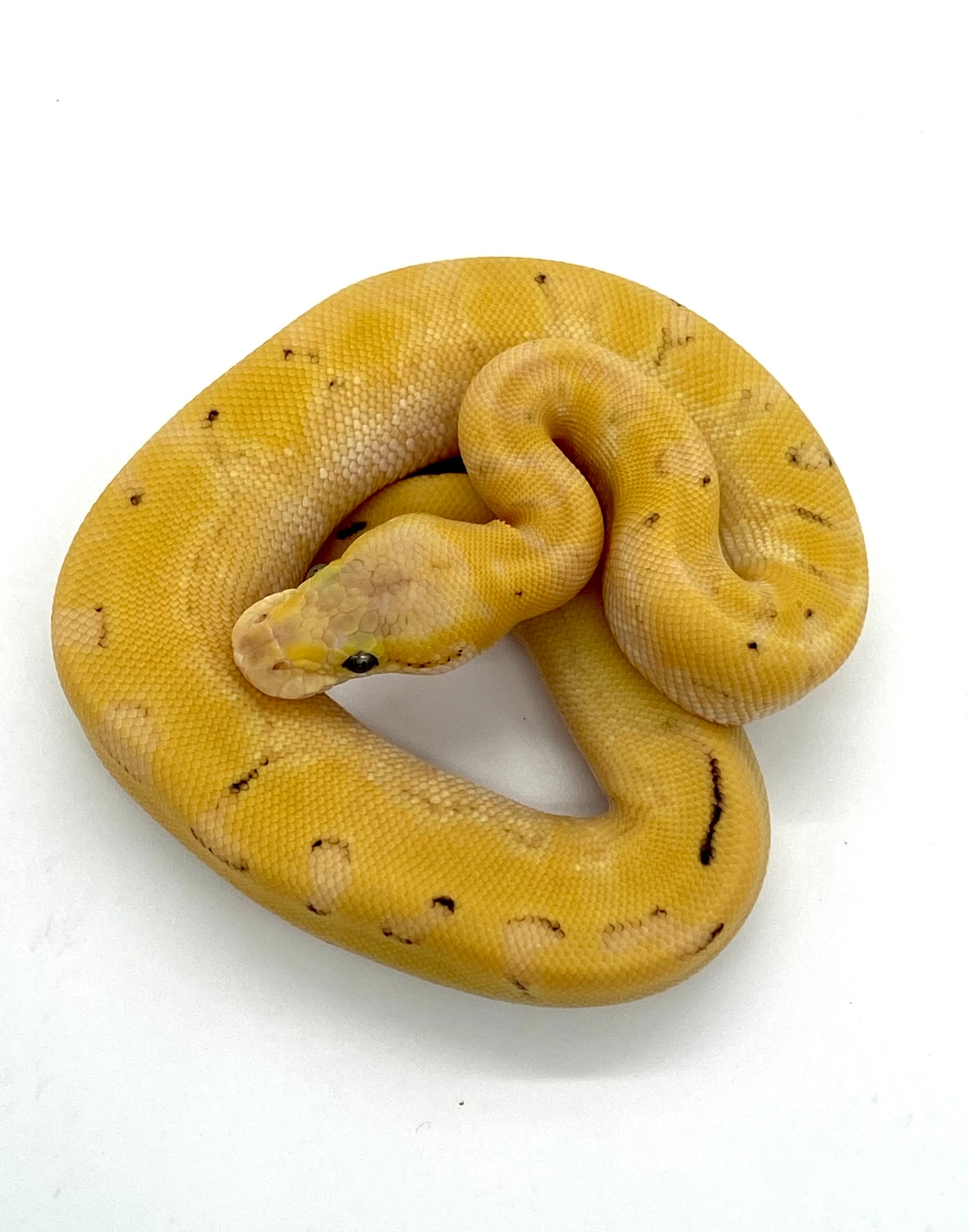 Champagne Enchi OD Pastel Ball Python by B. K. Morphs - MorphMarket