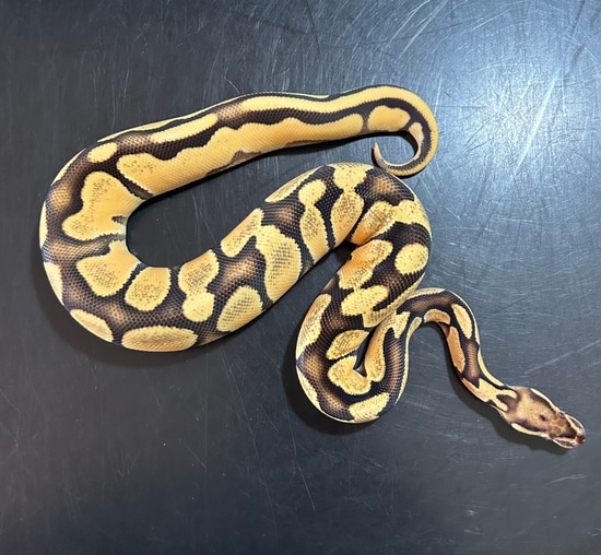 Super OD Fire Ball Python by B. K. Morphs
