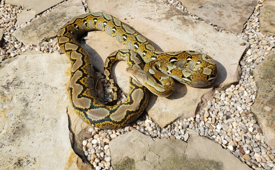 Het Orange Ghost Stripe Reticulated Python by Black Diamond Herps