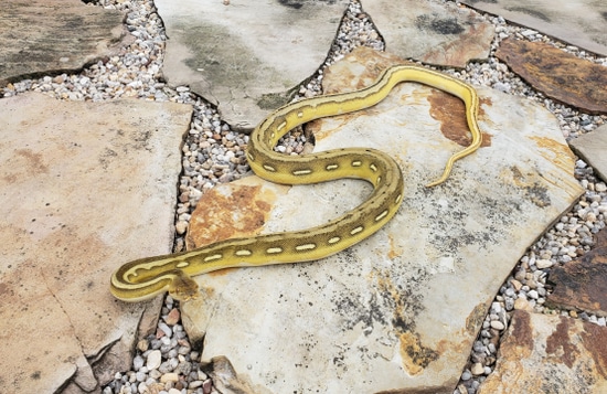 Phantom Sunfire Tiger Reticulated Python by Black Diamond Herps
