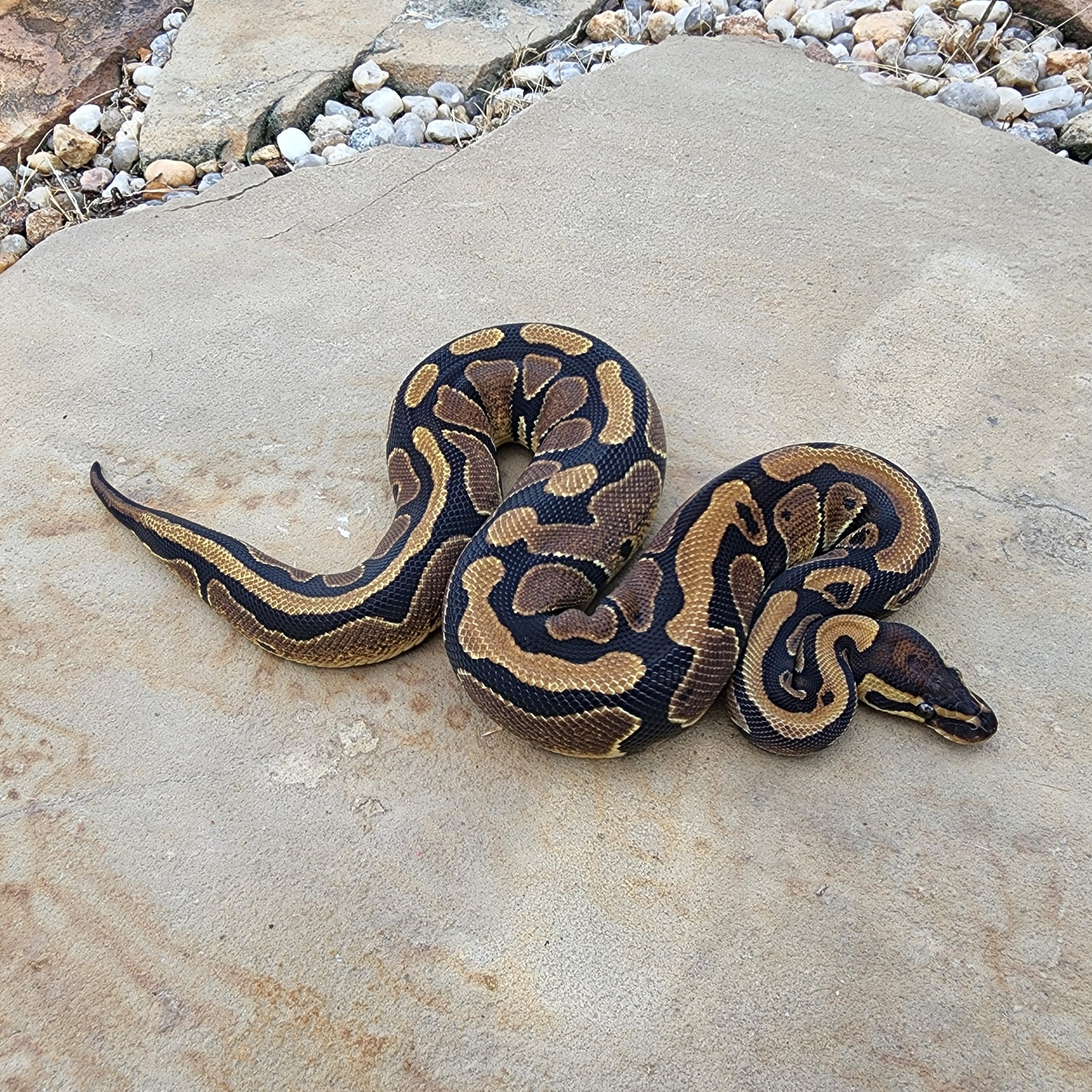 Normal 100% Double Het Albino Pied Ball Python by Black Diamond Herps ...