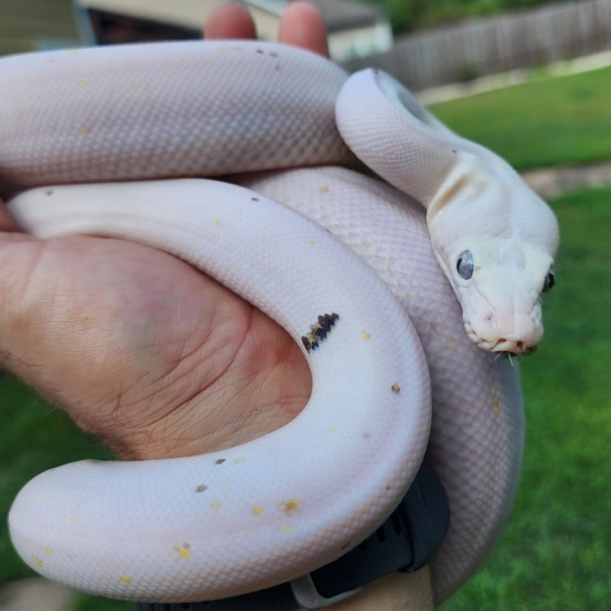 GC Cow Reticulated Python by Black Diamond Herps