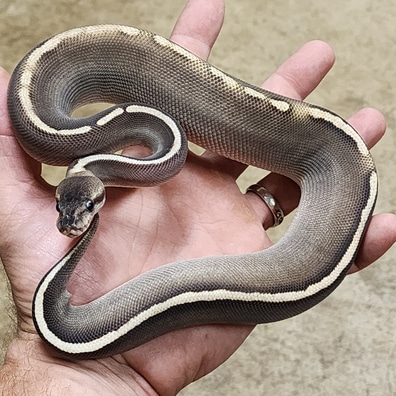 VPI Axanthic Pied Ball Pythons by Black Diamond Herps