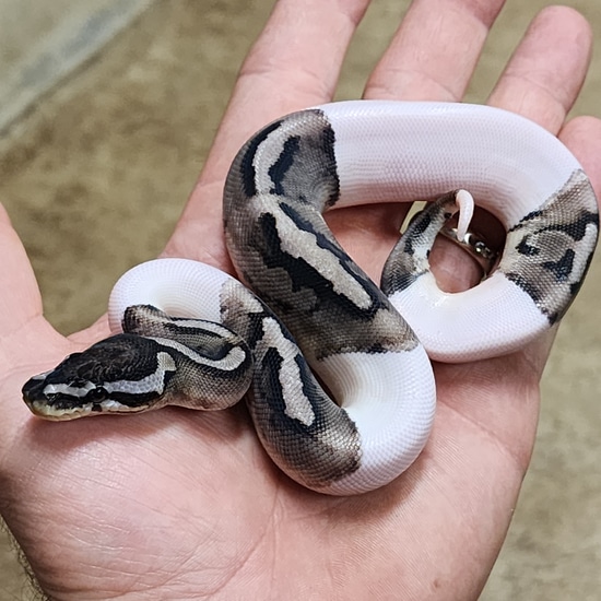 VPI Axanthic Pied Ball Pythons by Black Diamond Herps
