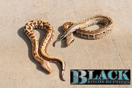 007 Maker Pair!!! Matrix 100% Het T+ Albino/ T+ Albino Goldeneye Blood ...